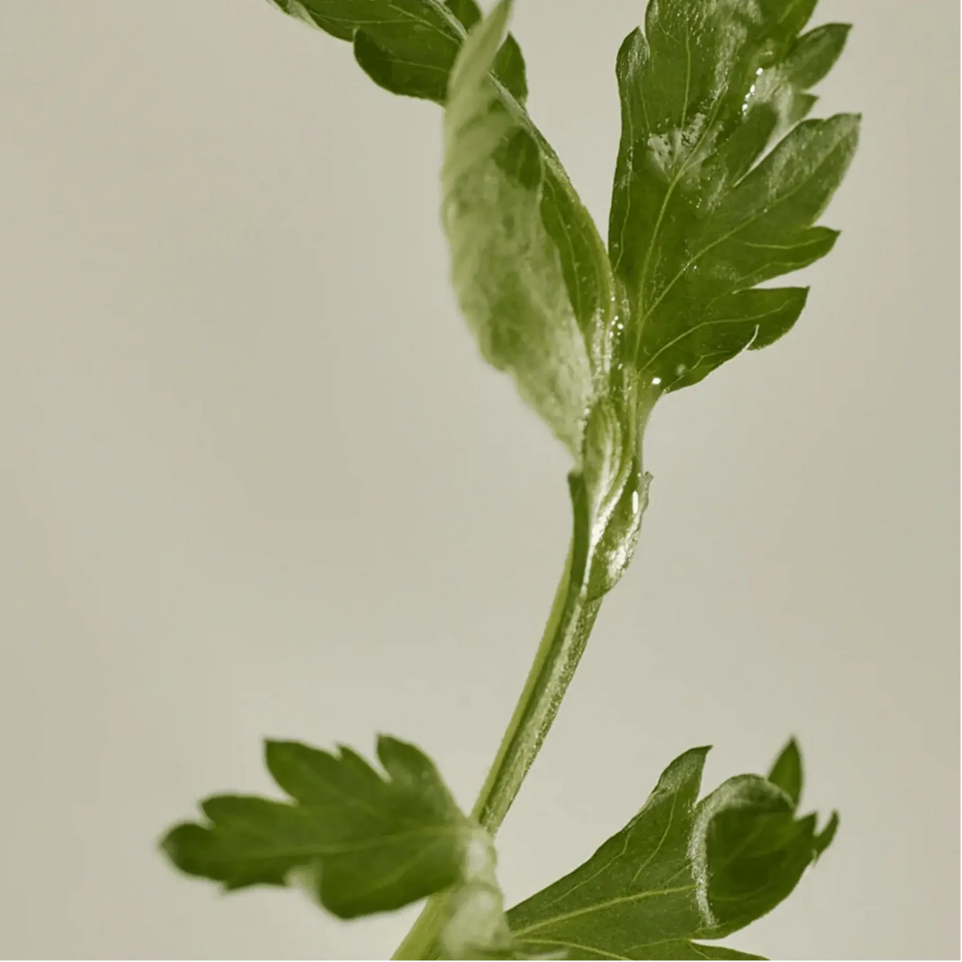 Beauty of Joseon Matte : Mugwort + Camellia